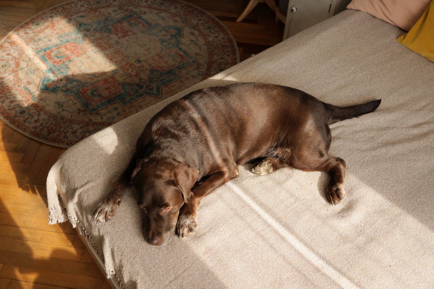 A chocolate Labrador asleep on a beige throw on a daybed in warm afternoon sun, beside a round patterned rug on a wooden floor.