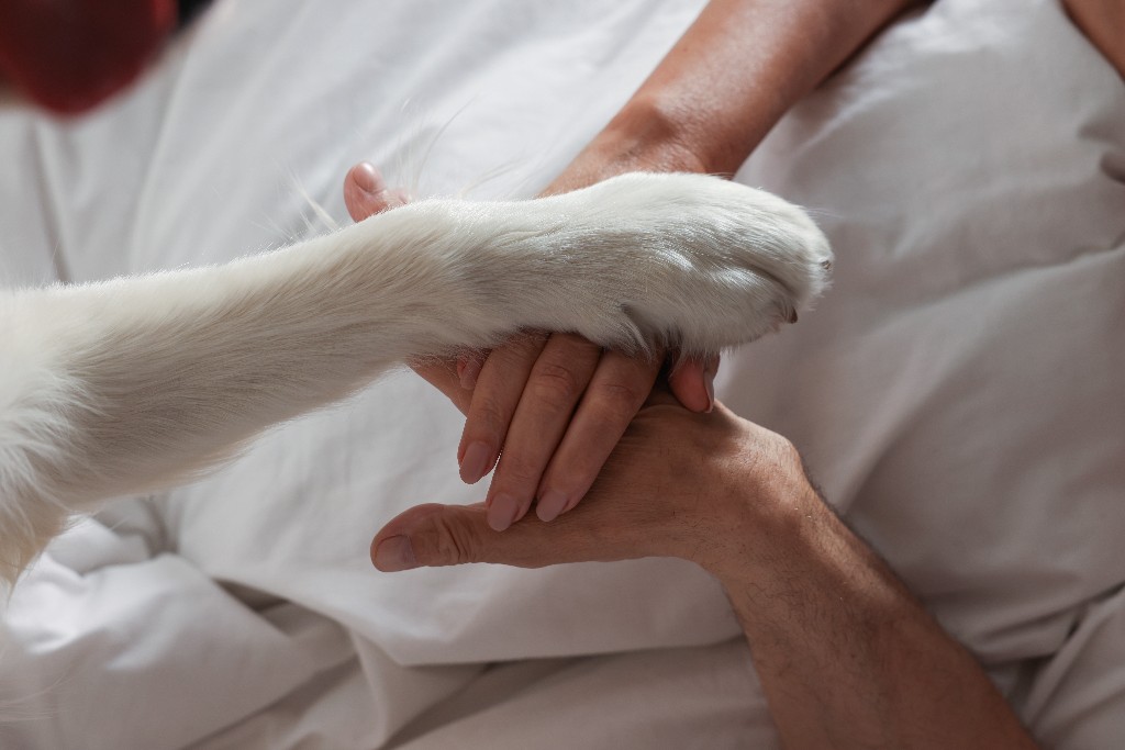 A dog's paw resting gently on clasped hands at home — compassionate at-home pet euthanasia